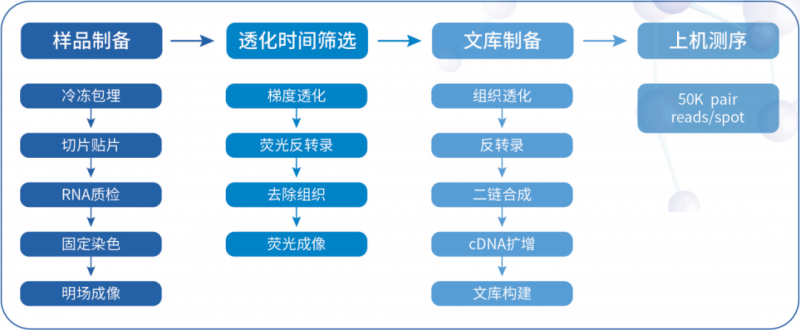  伯豪生物空間轉錄組測序流程 