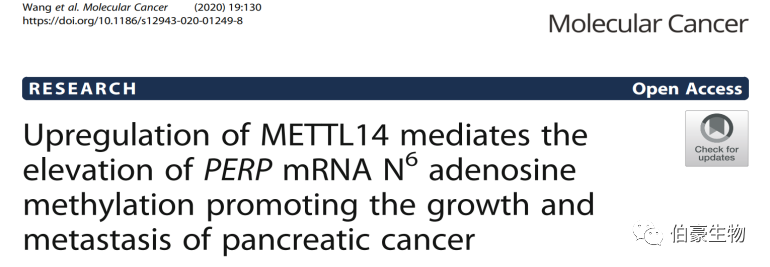 RNA m6a 甲基化測序 伯豪生物甲基化服務 