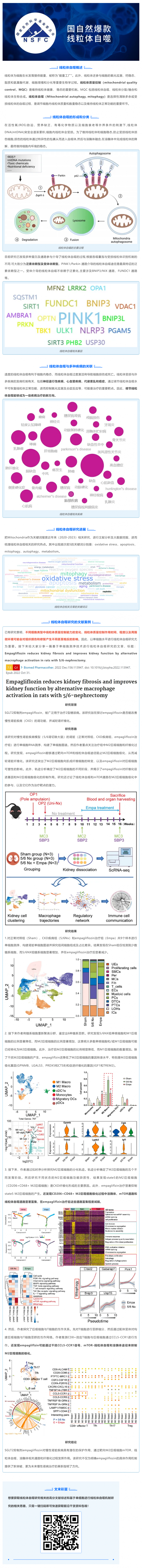 國自然爆款_一文吃透線粒體自噬機制和研究思路，趕緊收藏！